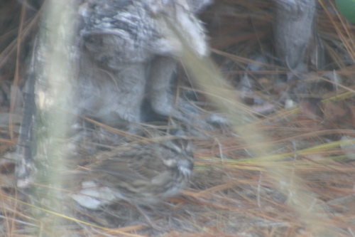iNaturalist observation photo of Song Sparrow