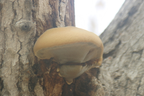 iNaturalist observation photo of Fungi Including Lichens