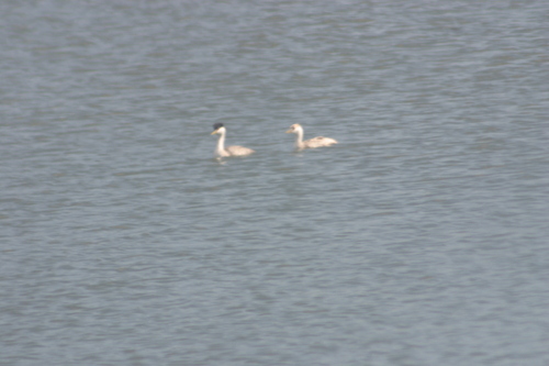 iNaturalist observation photo of Western and Clark's Grebes