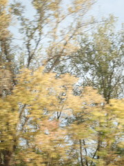 Populus deltoides deltoides