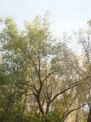 Populus deltoides deltoides