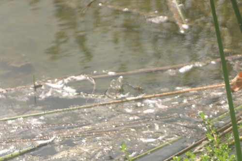 iNaturalist observation photo of Dragonflies