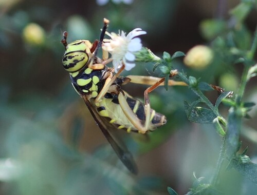 Unknown species found near Brown County, IN, USA