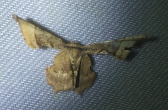 Xylinophylla maculata