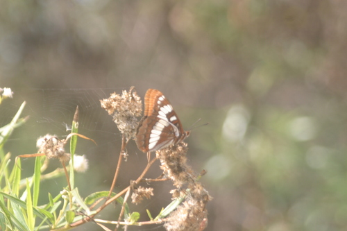 iNaturalist observation photo of Lorquin's Admiral