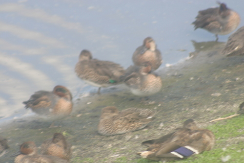 iNaturalist observation photo of Green-winged Teal