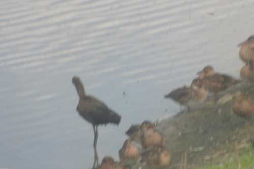 iNaturalist observation photo of White-faced Ibis