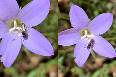 Lasioglossum sphecodoides