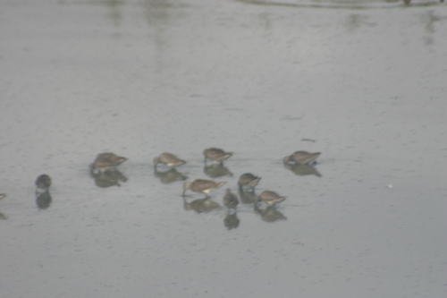 iNaturalist observation photo of Dowitchers