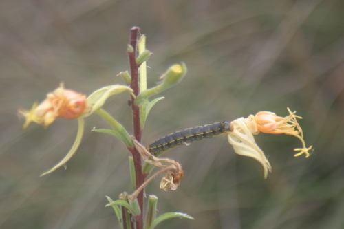 iNaturalist observation photo of Butterflies and Moths