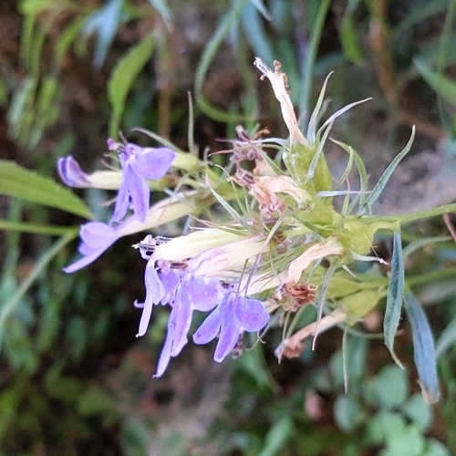 Dunn's Lobelia (Palmerella debilis)