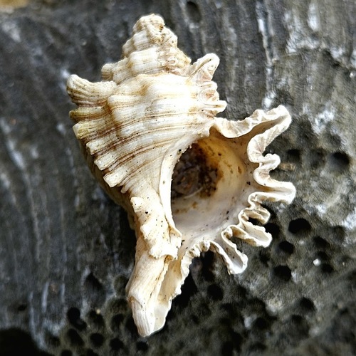 Chicoreus brevifrons, 2025-10-02