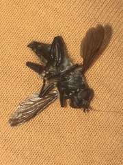 Orthoprosopa bilineata