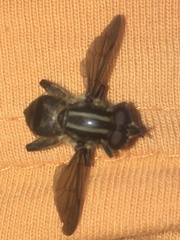Orthoprosopa bilineata