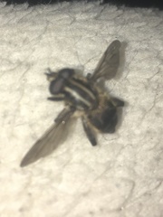 Orthoprosopa bilineata