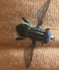 Orthoprosopa bilineata