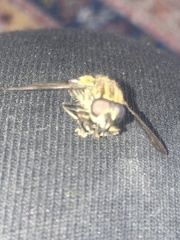 Orthoprosopa bilineata