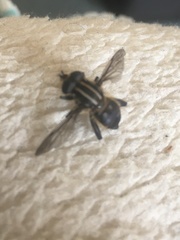 Orthoprosopa bilineata