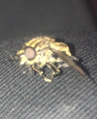 Orthoprosopa bilineata