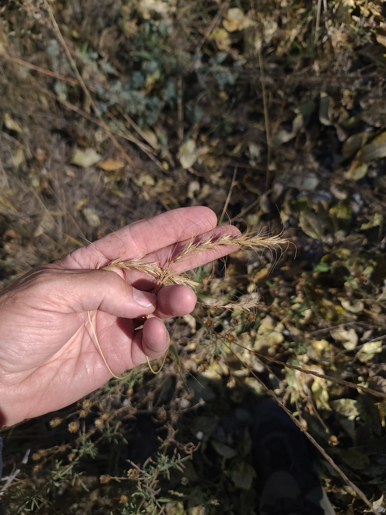Canada wild rye from Cascade County, MT, USA on October 2, 2025 at 12: ...