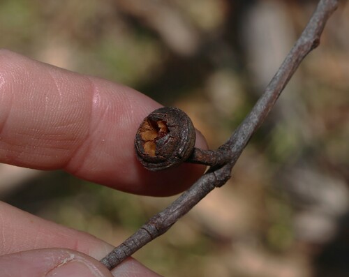 Youman's Stringybark (Eucalyptus youmanii)