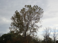 Populus deltoides deltoides