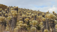 Espeletia hartwegiana