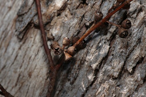 Eucalyptus bridgesiana