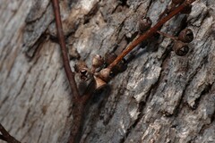 Eucalyptus bridgesiana