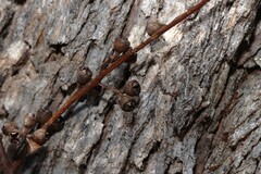 Eucalyptus bridgesiana, photograph (c) Greg Tasney, some rights reserved (CC BY-SA)
