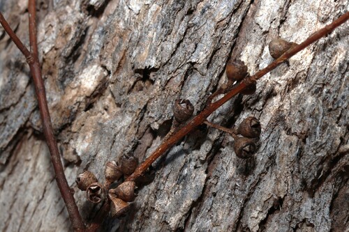 Eucalyptus bridgesiana, photograph 1