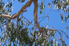 Eucalyptus bridgesiana, photograph (c) Greg Tasney, some rights reserved (CC BY-SA)