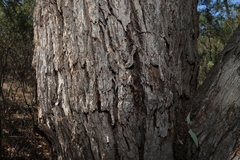 Eucalyptus bridgesiana, photograph (c) Greg Tasney, some rights reserved (CC BY-SA)