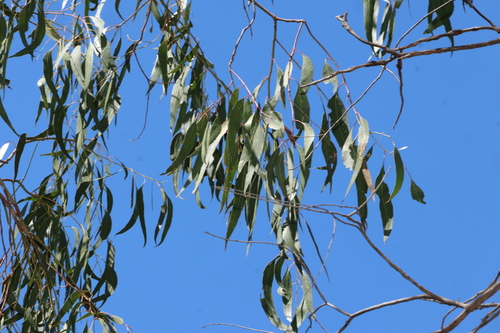 Eucalyptus bridgesiana, photograph 5