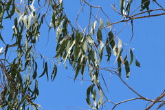 Eucalyptus bridgesiana, photograph (c) Greg Tasney, some rights reserved (CC BY-SA)