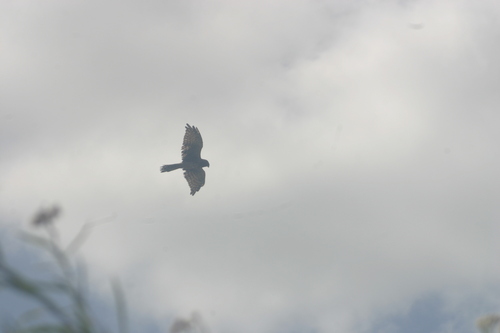 iNaturalist observation photo of Northern Harrier