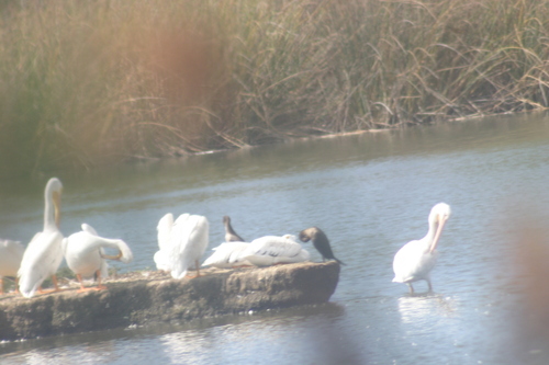 iNaturalist observation photo of American White Pelican