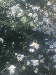 Montanoa bipinnatifida