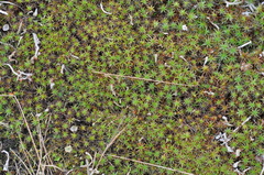 Polytrichum piliferum
