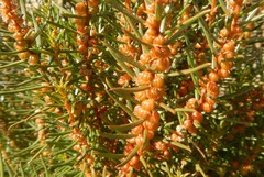 Gyrostemon australasicus