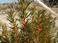 Gyrostemon australasicus