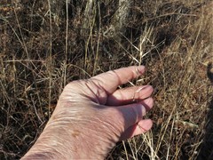 Elymus churchii