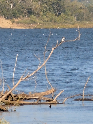 Belted Kingfisher photographed in Kansas
