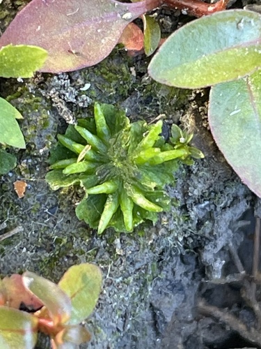 Anthoceros macounii observed 2025-10-04