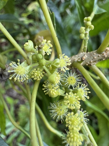 Claoxylon insulanum observed 2025-09-30