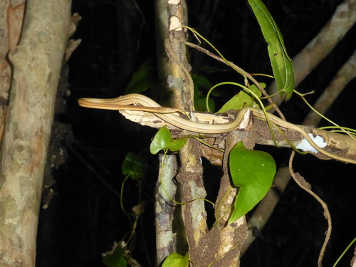 Photo of a Madagascar Leaf-nosed Snake (Langaha madagascariensis)