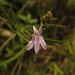 Lobelia australiensis