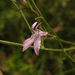 Lobelia australiensis 2