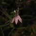 Lobelia australiensis 3