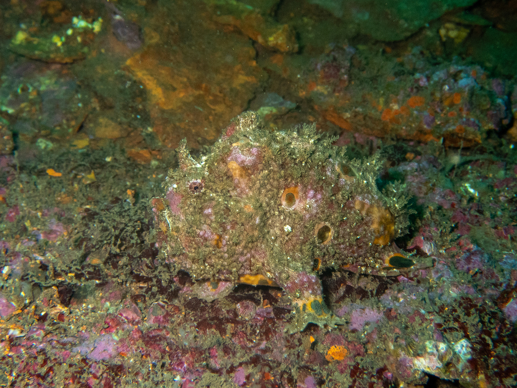 Luipaard-hengelaarsvis (Antennarius pardalis) — Antennariidae